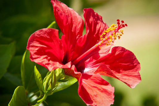 10 raisons de consommer l'hibiscus chaque jour